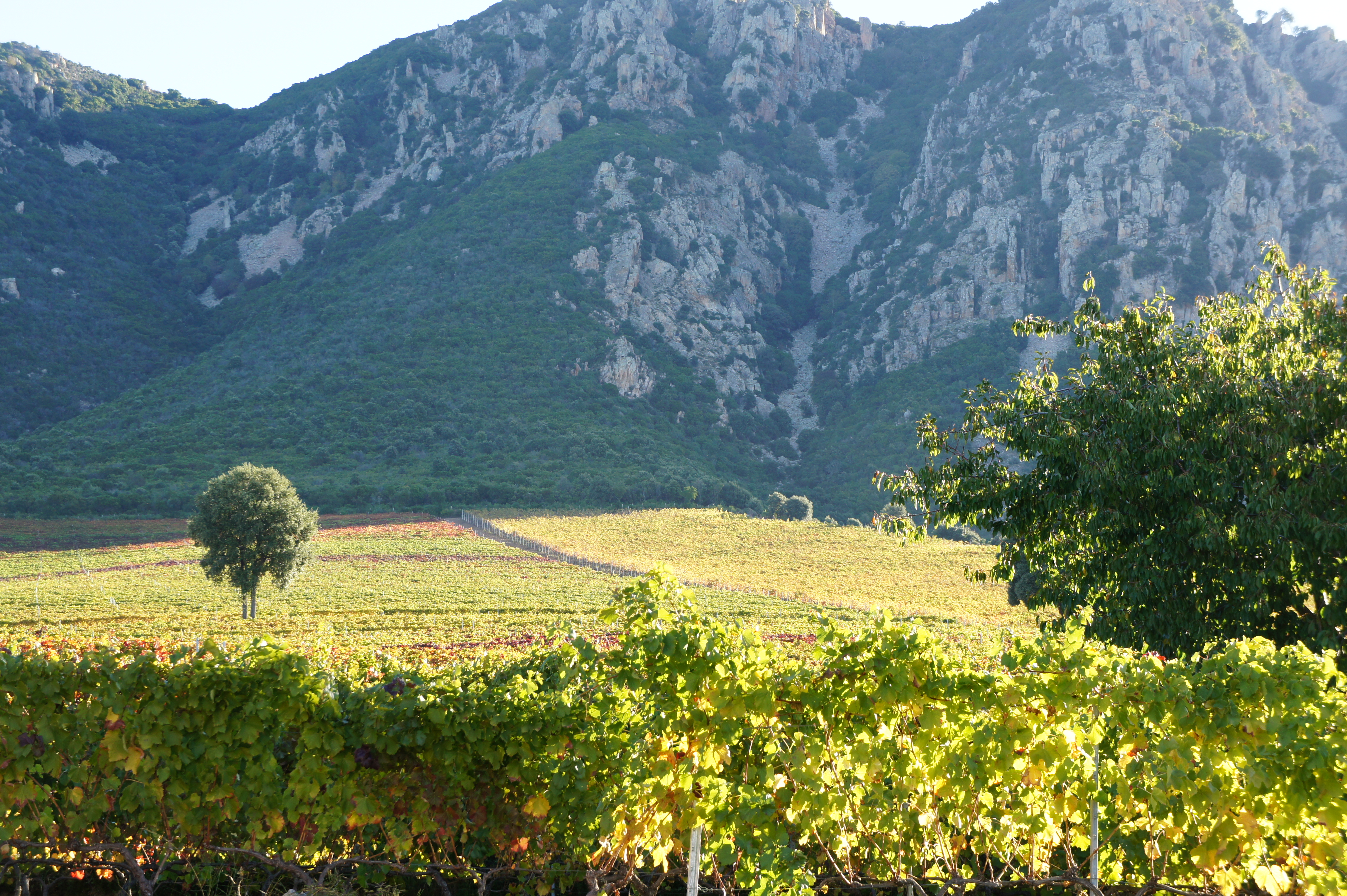 Clos d'Alzeto