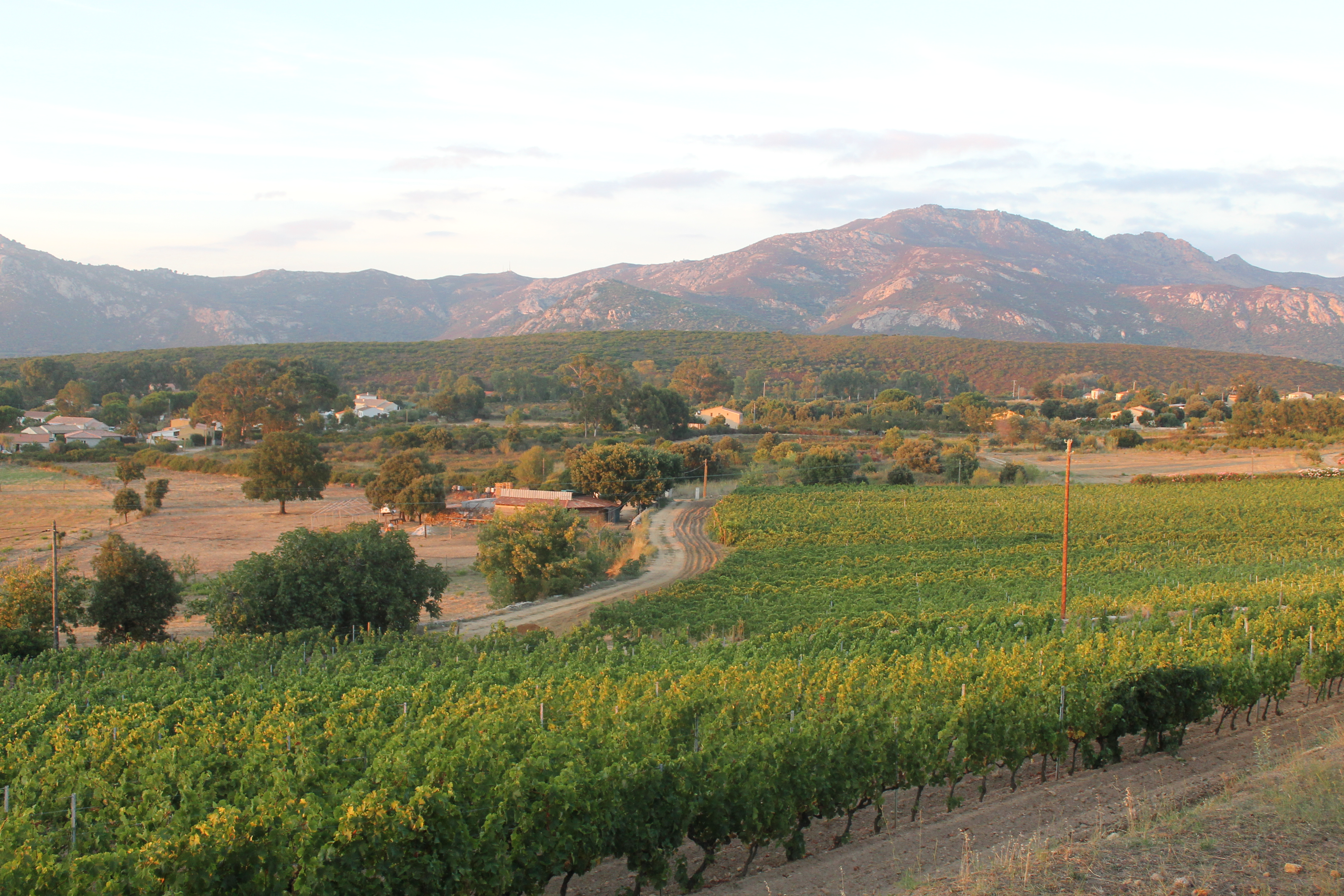 Domaine Camellu