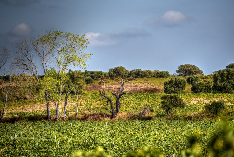 Domaine Poli