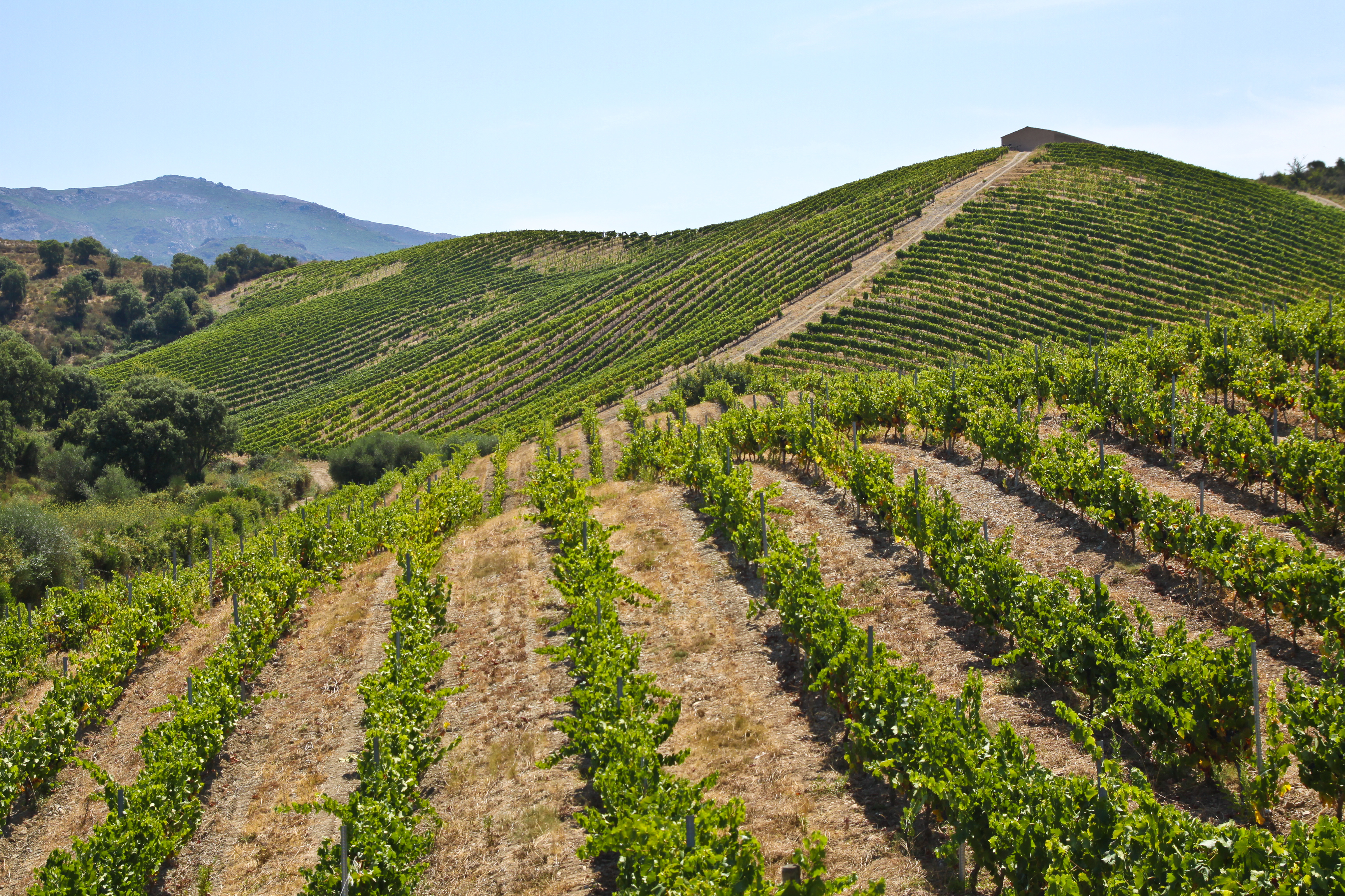 Domaine Novella