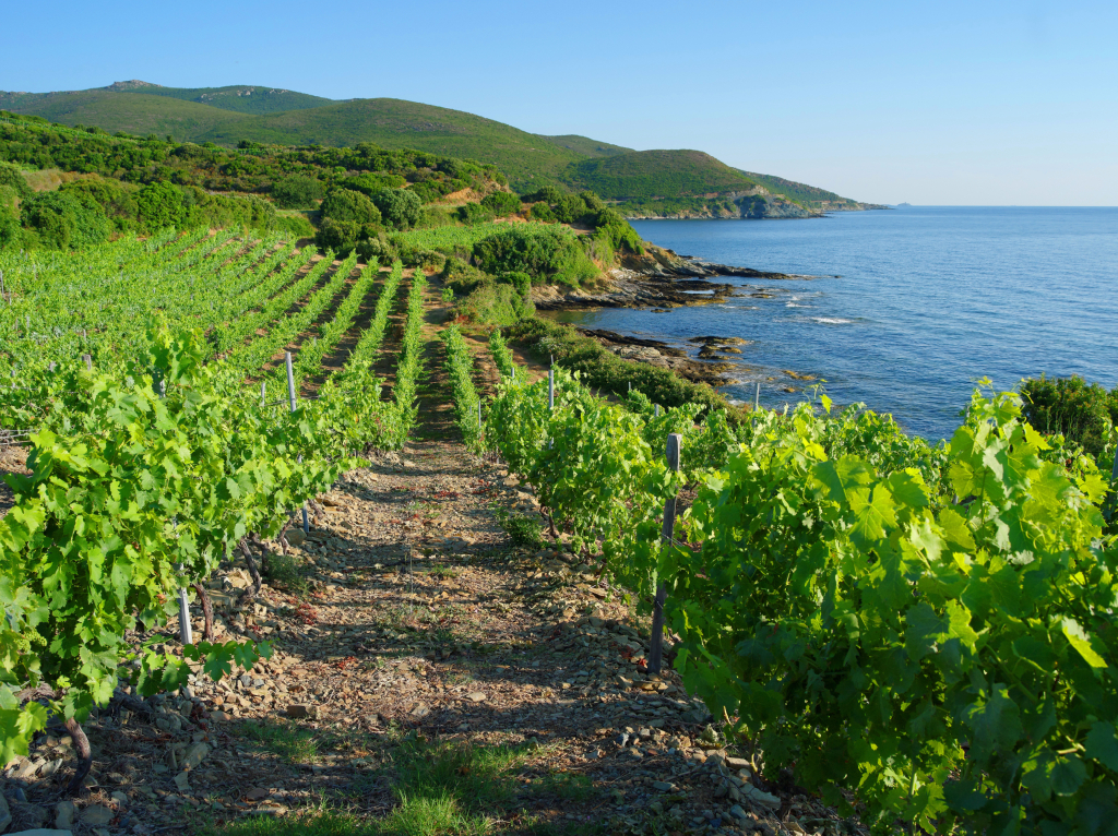 Domaine Pieretti