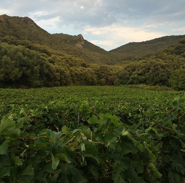 Clos Paoli