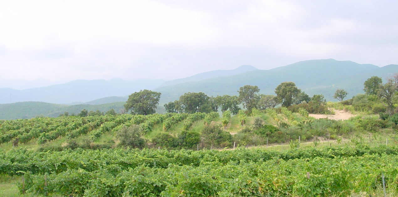 Cave Coopérative de Saint Antoine